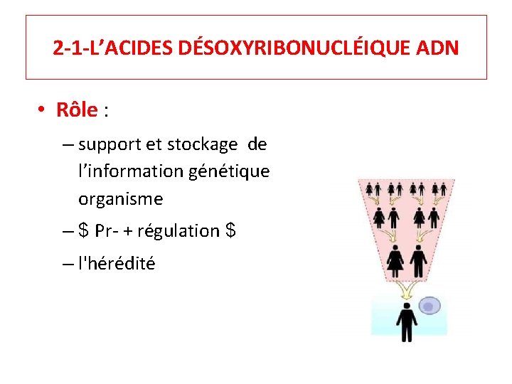 2 -1 -L’ACIDES DÉSOXYRIBONUCLÉIQUE ADN • Rôle : – support et stockage de l’information