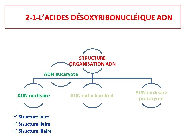 2 -1 -L’ACIDES DÉSOXYRIBONUCLÉIQUE ADN STRUCTURE ORGANISATION ADN eucaryote ADN nucléaire Structure IIaire Structure