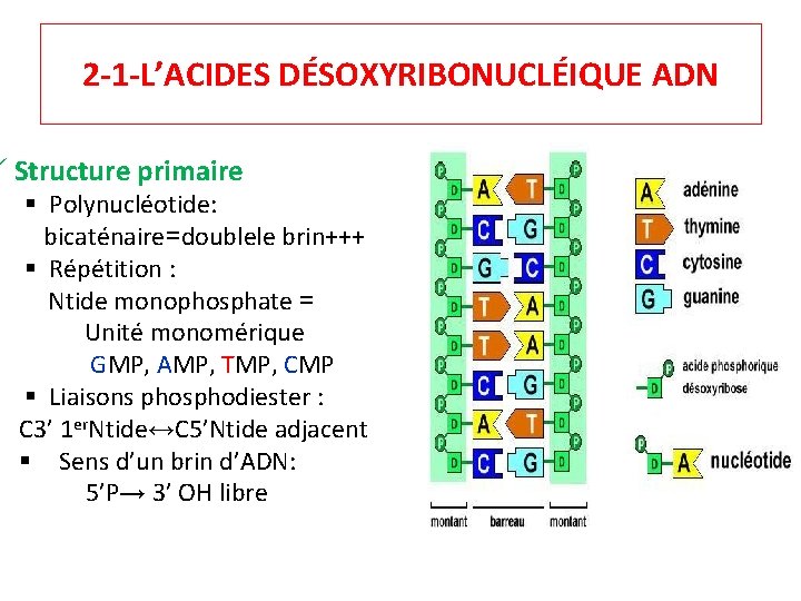 2 -1 -L’ACIDES DÉSOXYRIBONUCLÉIQUE ADN Structure primaire § Polynucléotide: bicaténaire=doublele brin+++ § Répétition :
