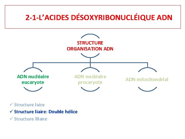 2 -1 -L’ACIDES DÉSOXYRIBONUCLÉIQUE ADN STRUCTURE ORGANISATION ADN nucléaire eucaryote ADN nucléaire procaryote Structure