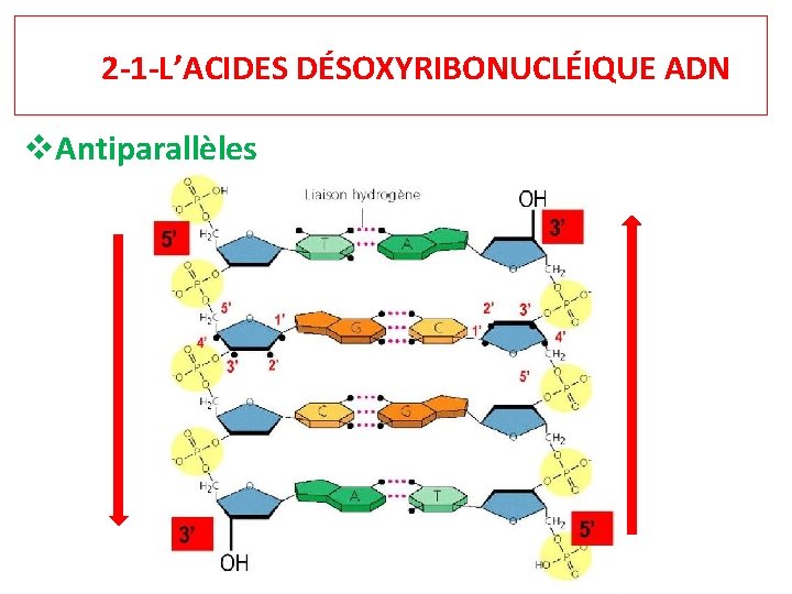 2 -1 -L’ACIDES DÉSOXYRIBONUCLÉIQUE ADN v. Antiparallèles 