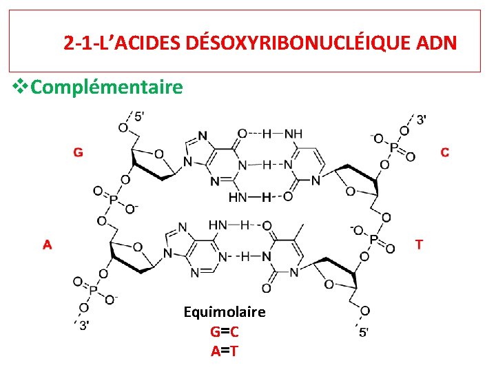 2 -1 -L’ACIDES DÉSOXYRIBONUCLÉIQUE ADN v. Complémentaire Equimolaire G=C A=T 