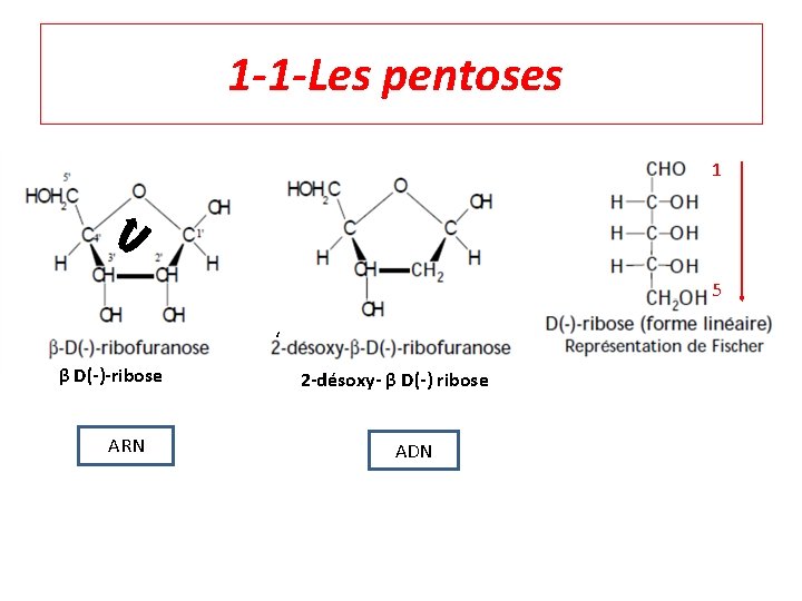 1 -1 -Les pentoses 1 5 ‘ β D(-)-ribose ARN 2 -désoxy- β D(-)