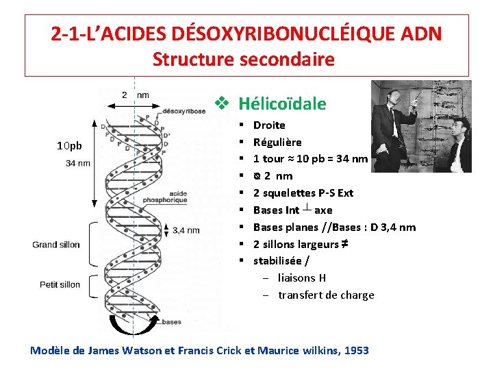 2 -1 -L’ACIDES DÉSOXYRIBONUCLÉIQUE ADN Structure secondaire v Hélicoïdale 10 pb § § §