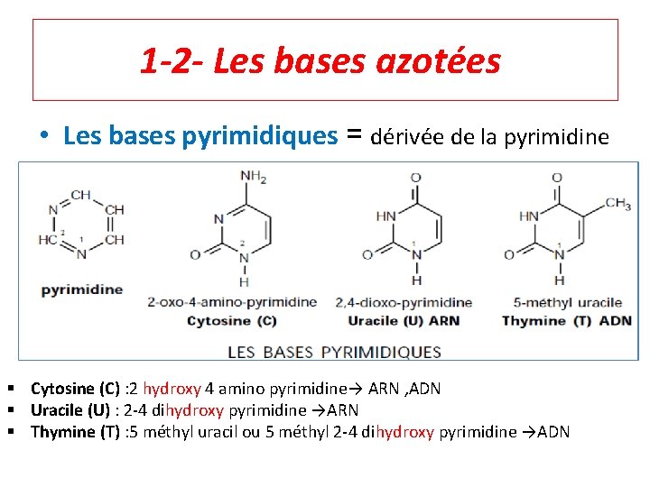 1 -2 - Les bases azotées • Les bases pyrimidiques = dérivée de la