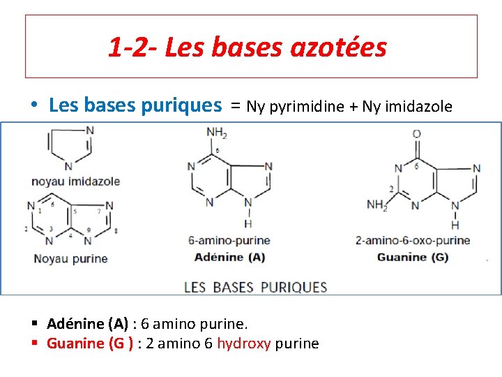 1 -2 - Les bases azotées • Les bases puriques = Ny pyrimidine +