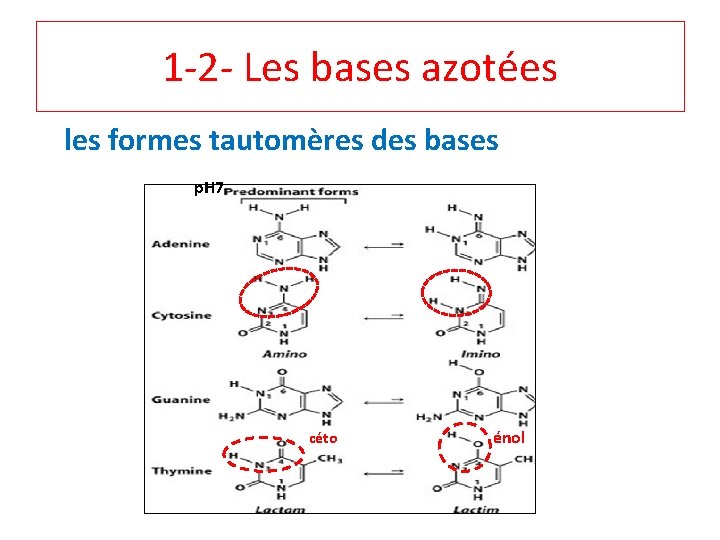 1‐ 2‐ Les bases azotées les formes tautomères des bases p. H 7 céto