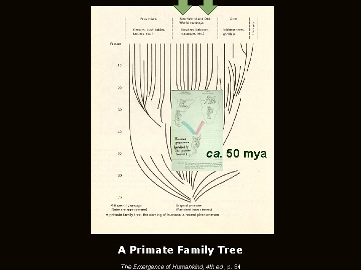 ca. 50 mya A Primate Family Tree The Emergence of Humankind, 4 th ed.