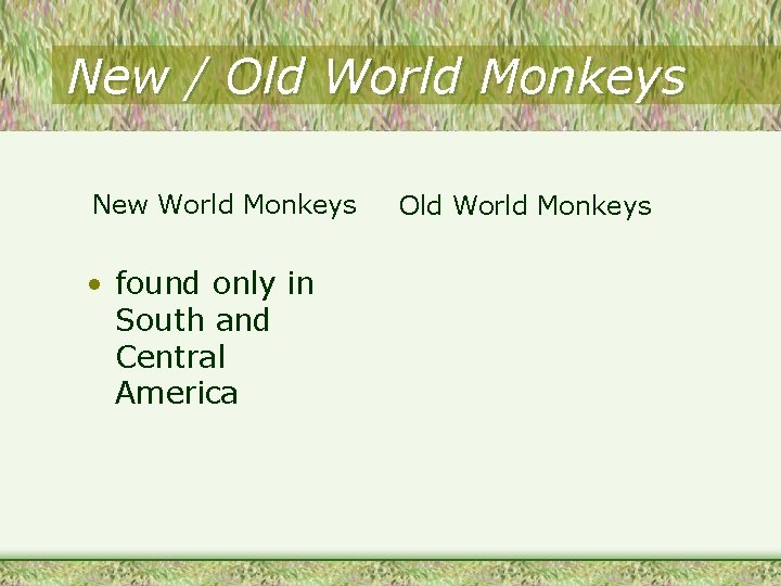 New / Old World Monkeys New World Monkeys • found only in South and