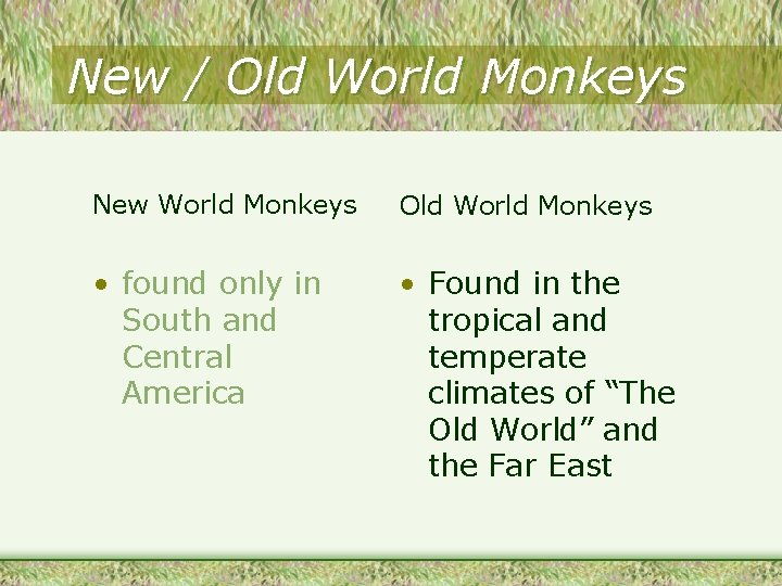 New / Old World Monkeys New World Monkeys Old World Monkeys • found only