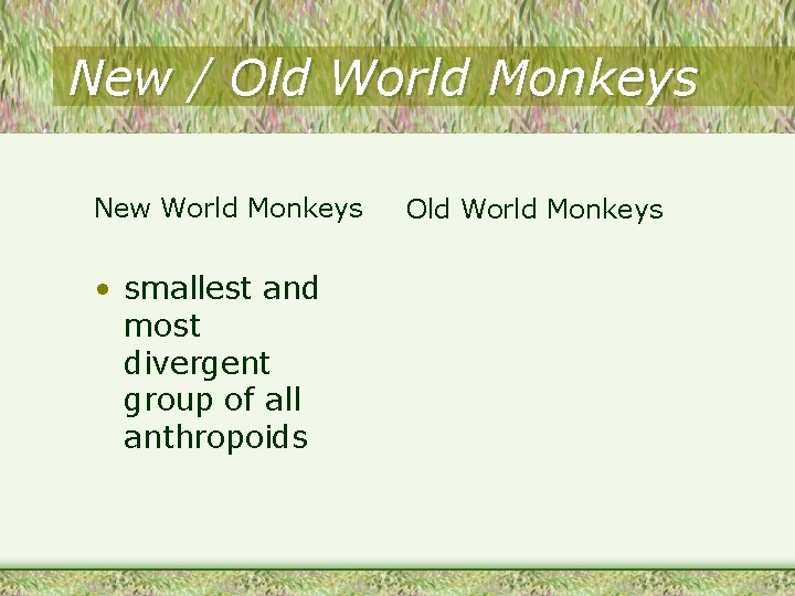 New / Old World Monkeys New World Monkeys • smallest and most divergent group