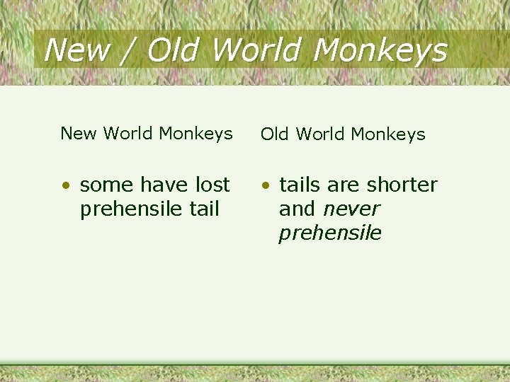 New / Old World Monkeys New World Monkeys Old World Monkeys • some have