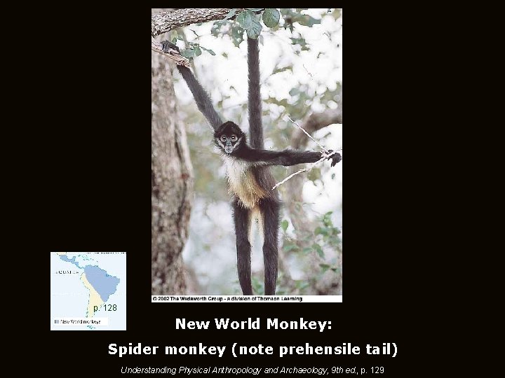 p. 128 New World Monkey: Spider monkey (note prehensile tail) Understanding Physical Anthropology and