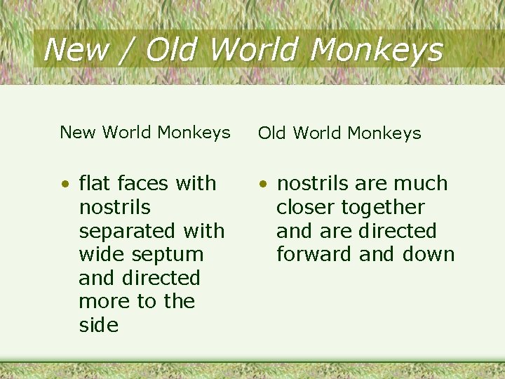 New / Old World Monkeys New World Monkeys Old World Monkeys • flat faces