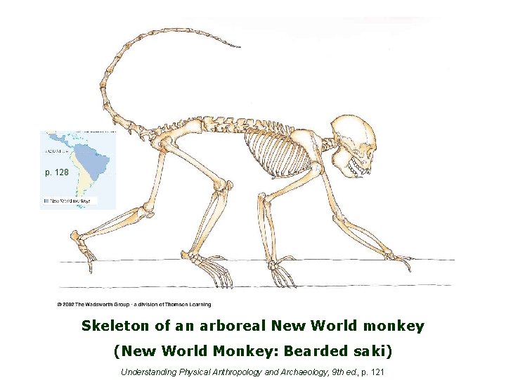 p. 128 Skeleton of an arboreal New World monkey (New World Monkey: Bearded saki)