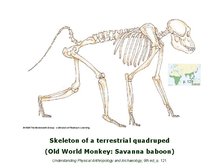 p. 129 Skeleton of a terrestrial quadruped (Old World Monkey: Savanna baboon) Understanding Physical