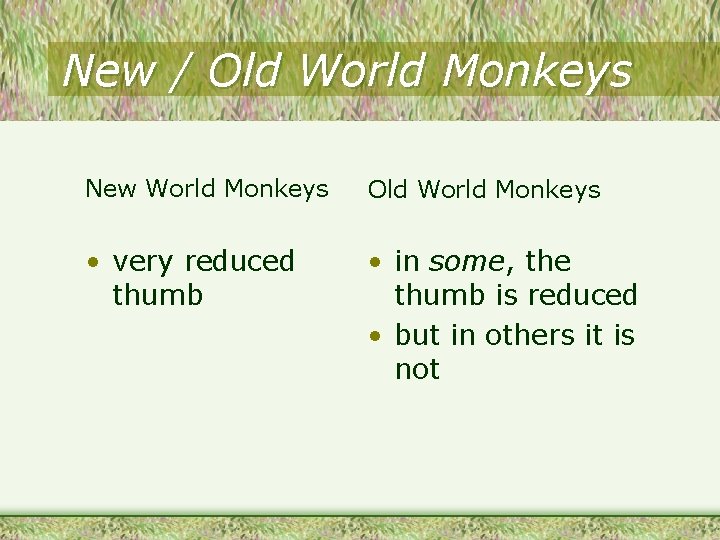 New / Old World Monkeys New World Monkeys Old World Monkeys • very reduced