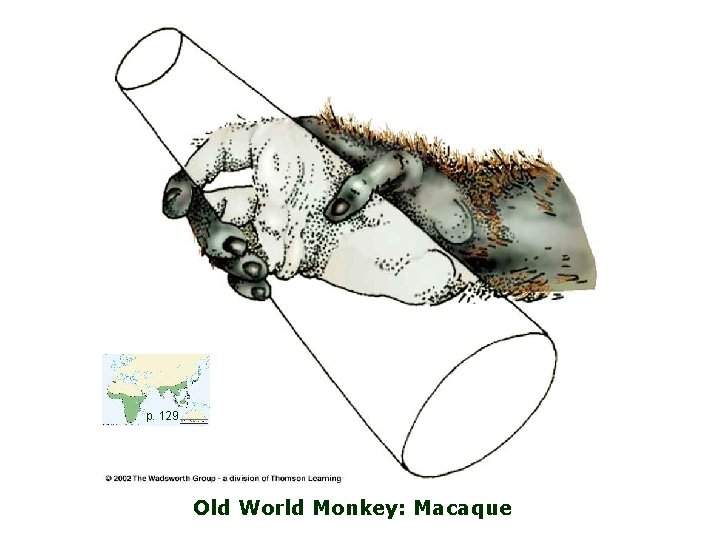 p. 129 Old World Monkey: Macaque 