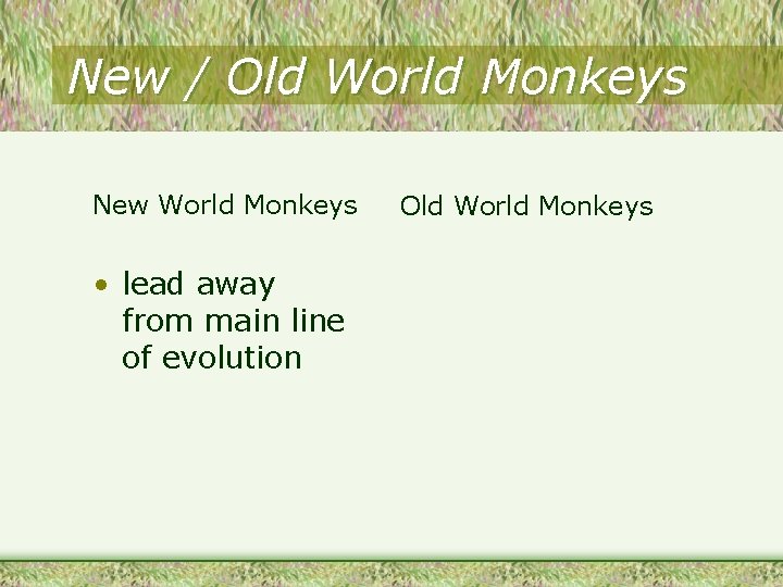 New / Old World Monkeys New World Monkeys • lead away from main line