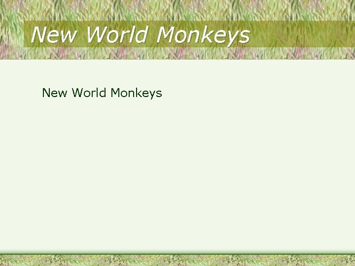 New World Monkeys 