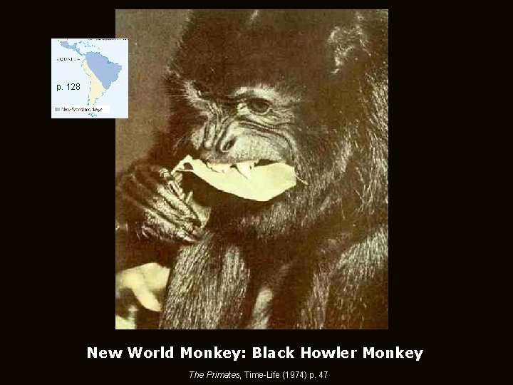 p. 128 New World Monkey: Black Howler Monkey The Primates, Time-Life (1974) p. 47