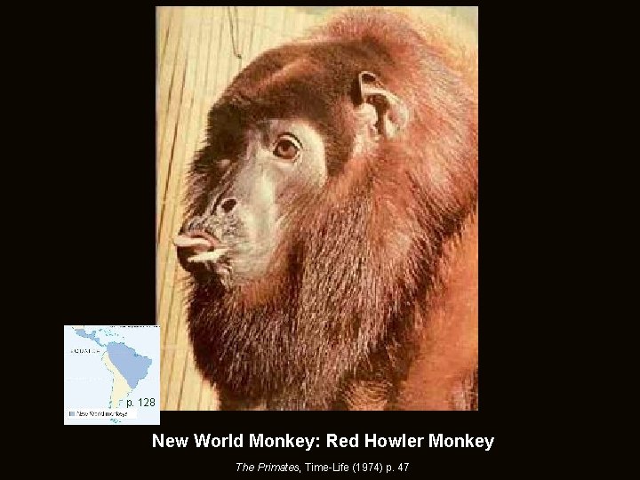 p. 128 New World Monkey: Red Howler Monkey The Primates, Time-Life (1974) p. 47