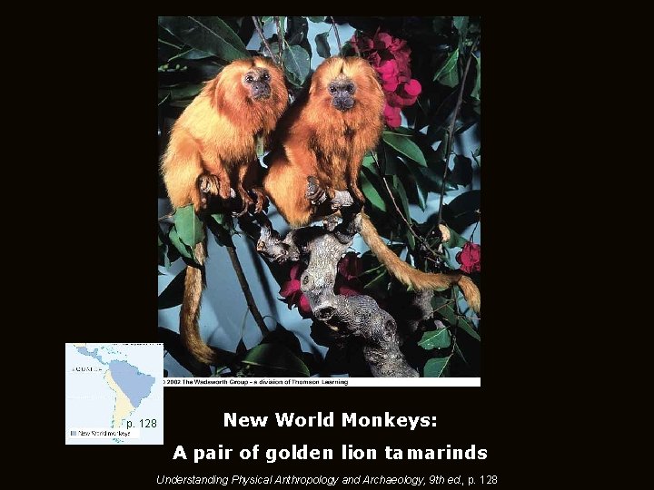 p. 128 New World Monkeys: A pair of golden lion tamarinds Understanding Physical Anthropology