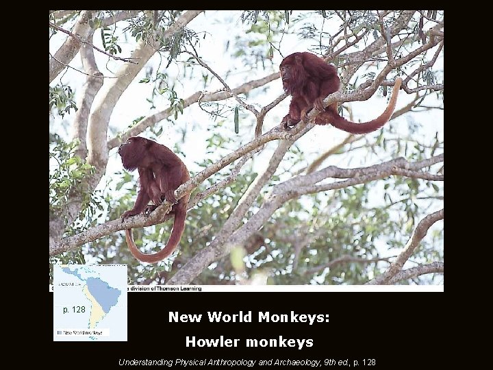 p. 128 New World Monkeys: Howler monkeys Understanding Physical Anthropology and Archaeology, 9 th