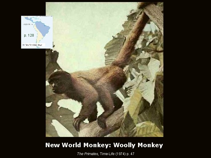 p. 128 New World Monkey: Woolly Monkey The Primates, Time-Life (1974) p. 47 