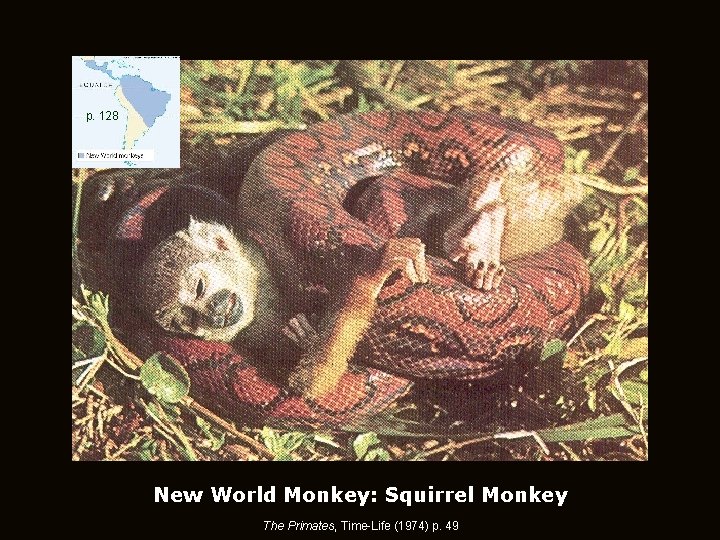 p. 128 New World Monkey: Squirrel Monkey The Primates, Time-Life (1974) p. 49 