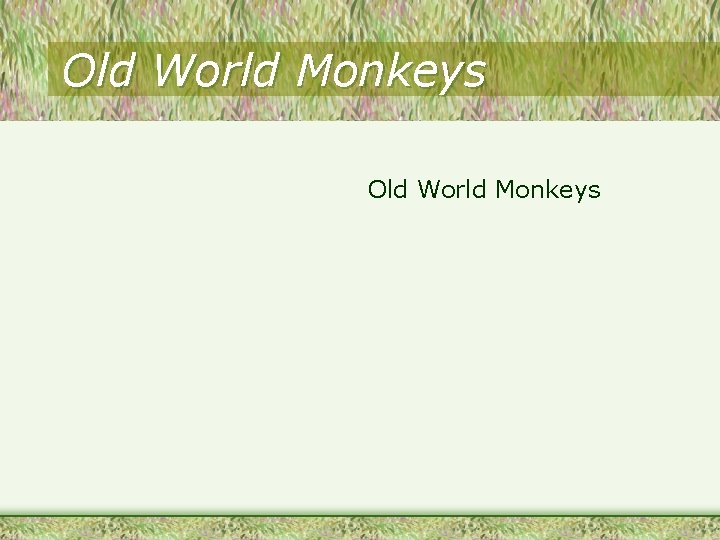 Old World Monkeys 