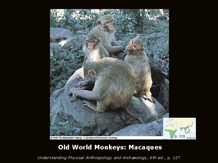 p. 129 Old World Monkeys: Macaques Understanding Physical Anthropology and Archaeology, 8 th ed.