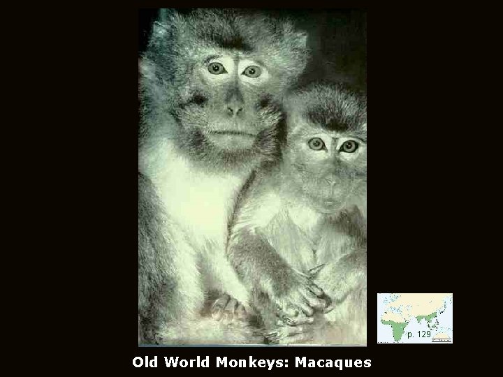 p. 129 p. Old World Monkeys: Macaques 