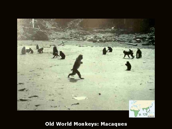 p. 129 Old World Monkeys: Macaques 