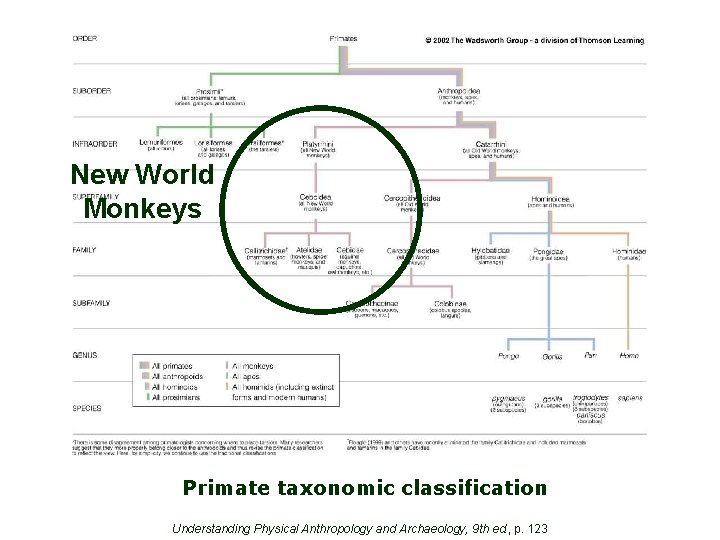 New World Monkeys Primate taxonomic classification Understanding Physical Anthropology and Archaeology, 9 th ed.