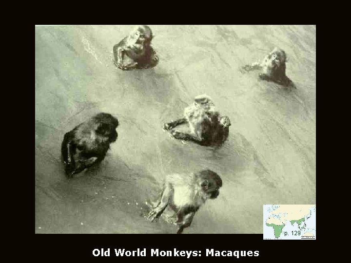 p. 129 Old World Monkeys: Macaques 