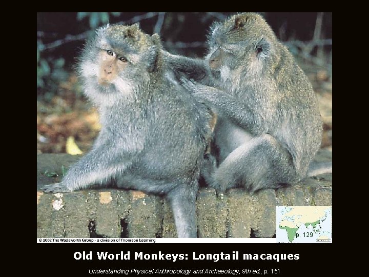 p. 129 Old World Monkeys: Longtail macaques Understanding Physical Anthropology and Archaeology, 9 th