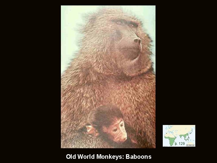 p. 129 Old World Monkeys: Baboons 