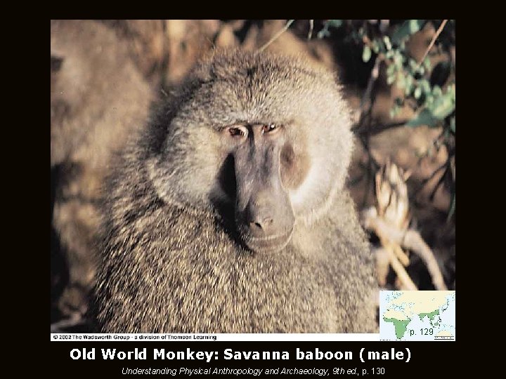 p. 129 Old World Monkey: Savanna baboon (male) Understanding Physical Anthropology and Archaeology, 9