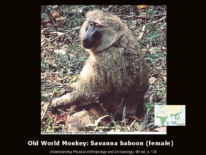 p. 129 Old World Monkey: Savanna baboon (female) Understanding Physical Anthropology and Archaeology, 9