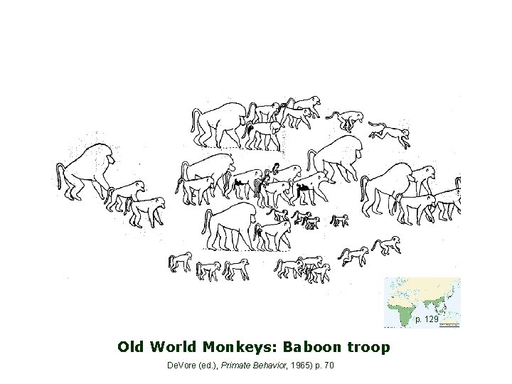 p. 129 Old World Monkeys: Baboon troop De. Vore (ed. ), Primate Behavior, 1965)