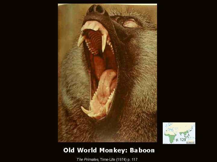 p. 129 Old World Monkey: Baboon The Primates, Time-Life (1974) p. 117 