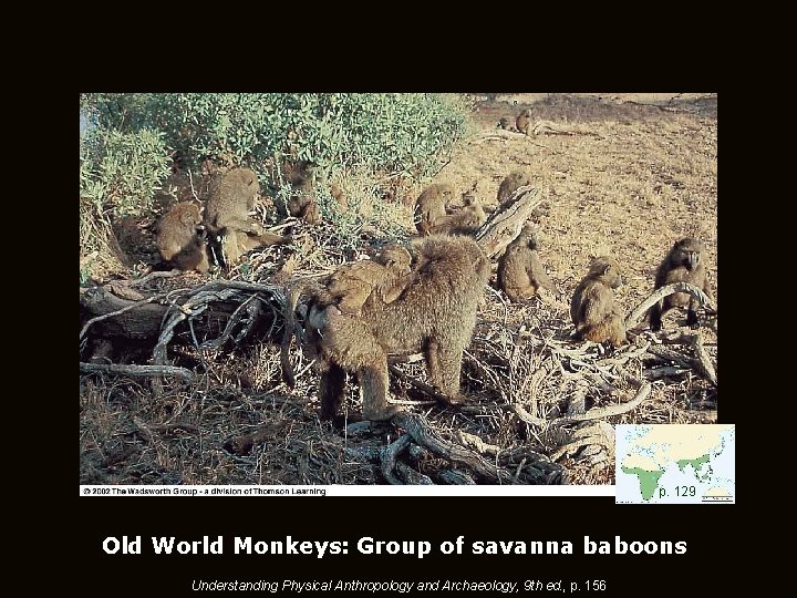 p. 129 Old World Monkeys: Group of savanna baboons Understanding Physical Anthropology and Archaeology,