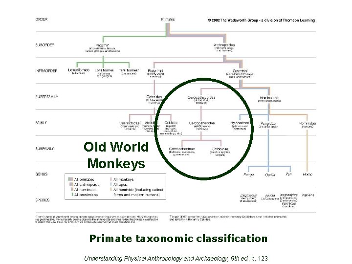 Old World Monkeys Primate taxonomic classification Understanding Physical Anthropology and Archaeology, 9 th ed.