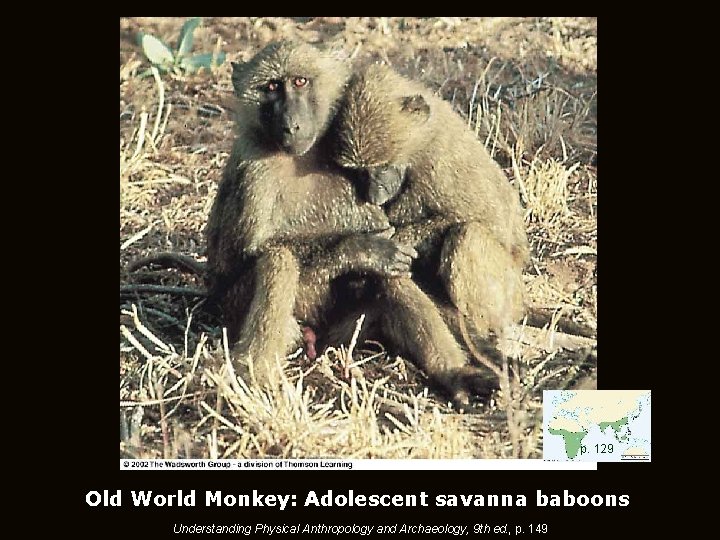 p. 129 Old World Monkey: Adolescent savanna baboons Understanding Physical Anthropology and Archaeology, 9