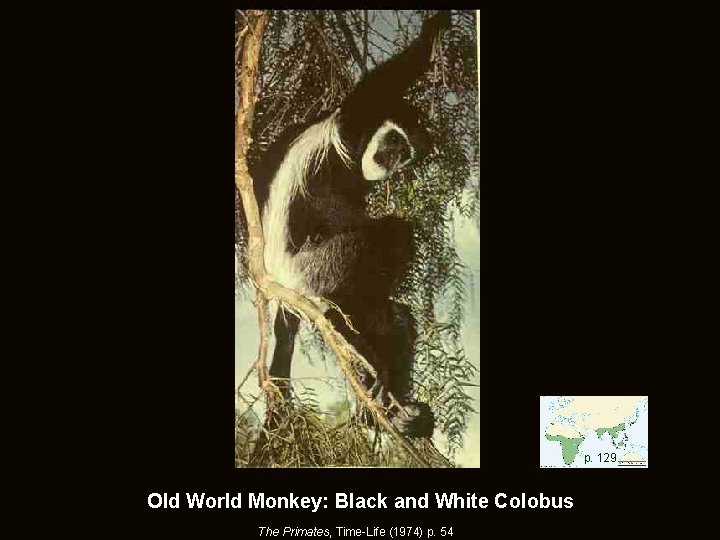 p. 129 Old World Monkey: Black and White Colobus The Primates, Time-Life (1974) p.