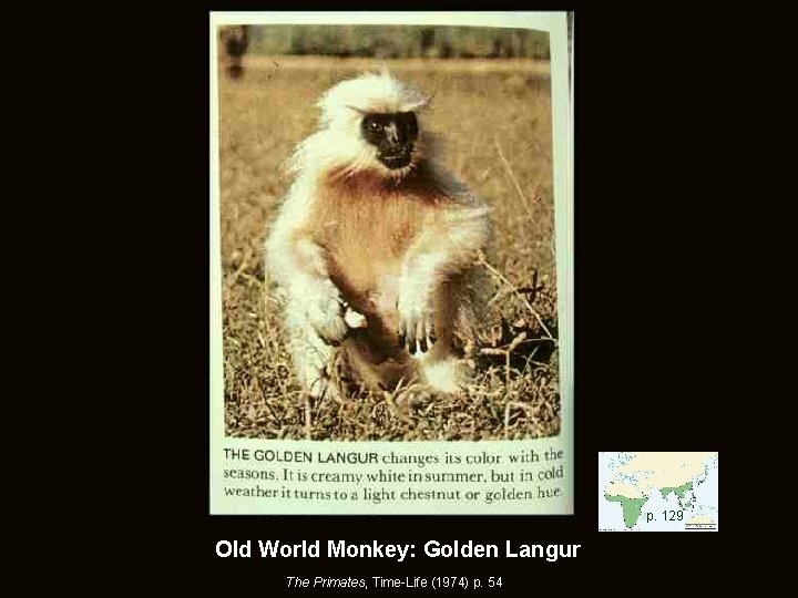 p. 129 Old World Monkey: Golden Langur The Primates, Time-Life (1974) p. 54 