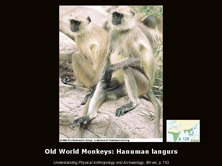 p. 129 Old World Monkeys: Hanuman langurs Understanding Physical Anthropology and Archaeology, 9 th