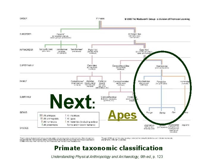 Next: Apes Primate taxonomic classification Understanding Physical Anthropology and Archaeology, 9 th ed. ,