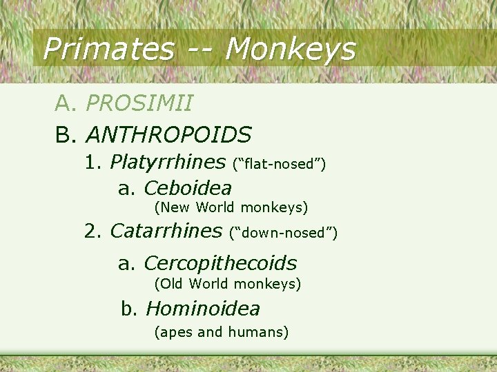Primates -- Monkeys A. PROSIMII B. ANTHROPOIDS 1. Platyrrhines (“flat-nosed”) a. Ceboidea (New World